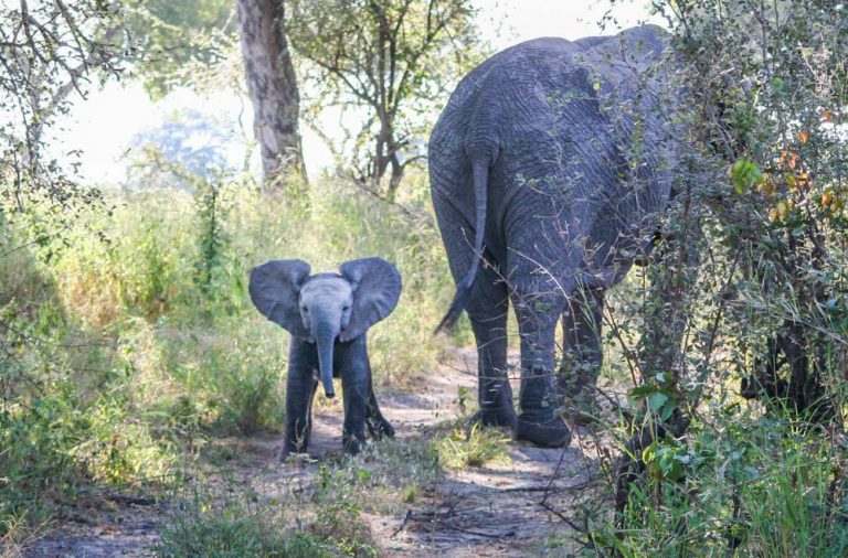 Living The Safari Life Amongst The Wildlife Of Africa