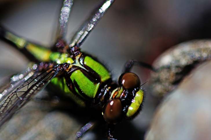 The Dragonfly – The Lean, Mean, Flight Machine