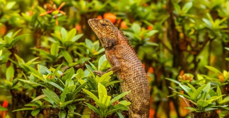 Secret Singapore: A Wild Walk Beyond the Skyscrapers