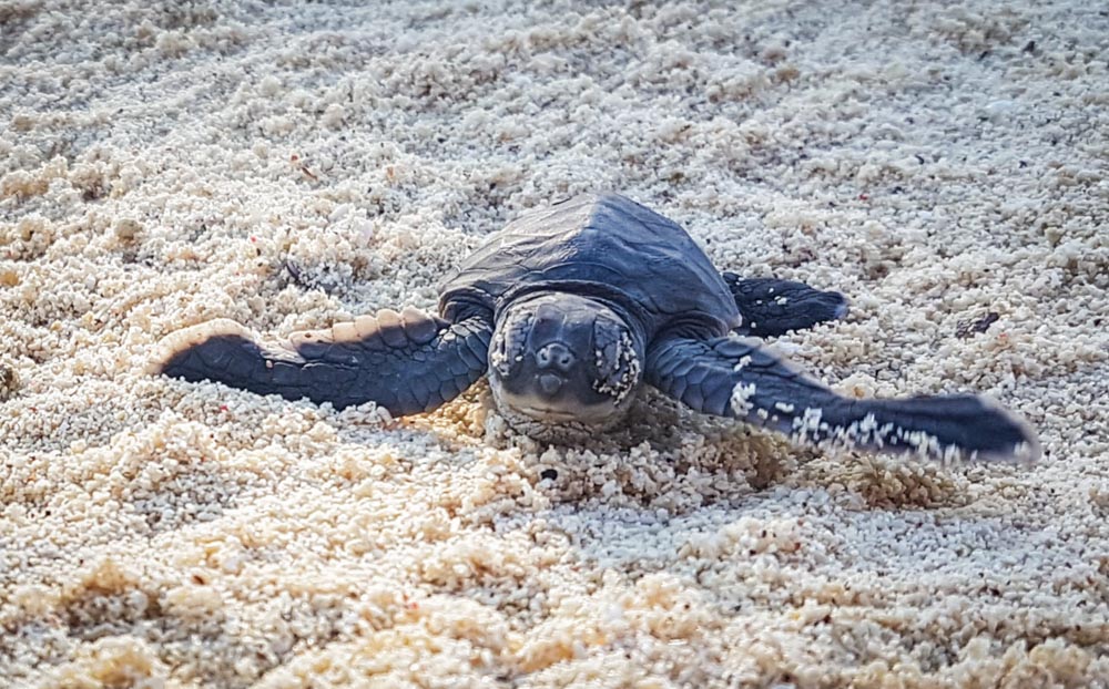 turtle on beach