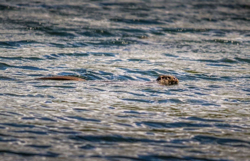 swimming otter