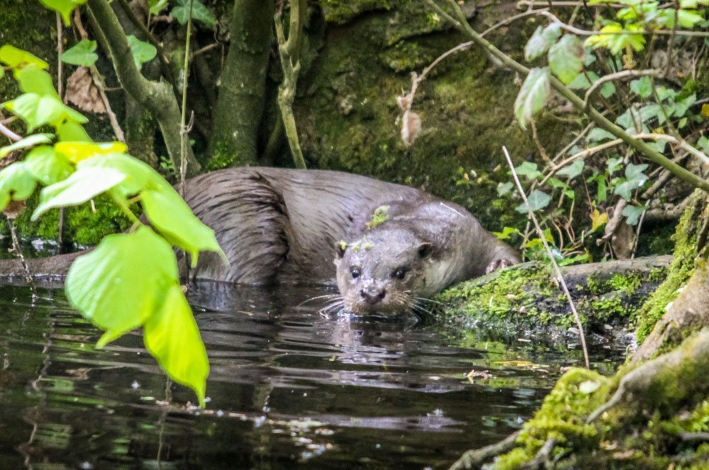 otter looking at the camera