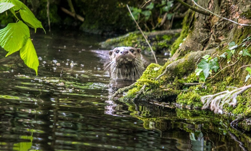 curious otter