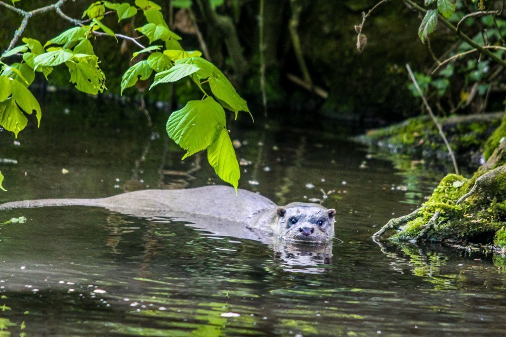 An Obsession With Otters