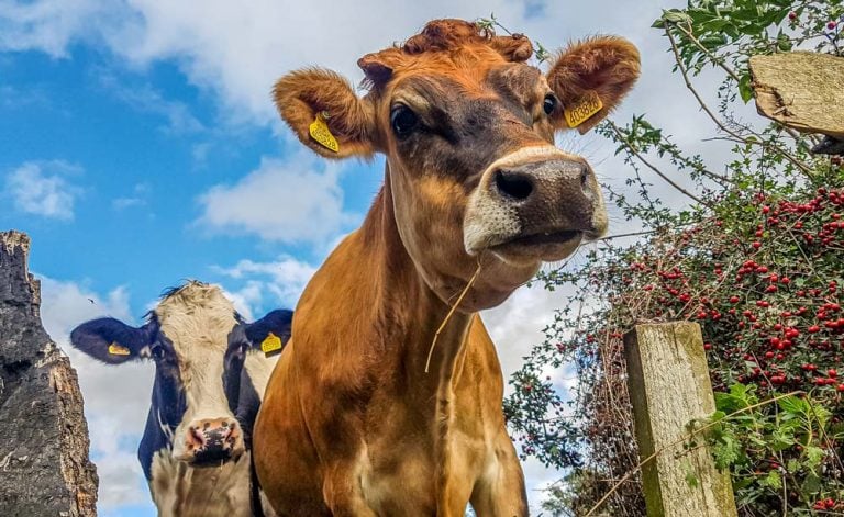 Walking Through Cow Fields With Dogs and What To do