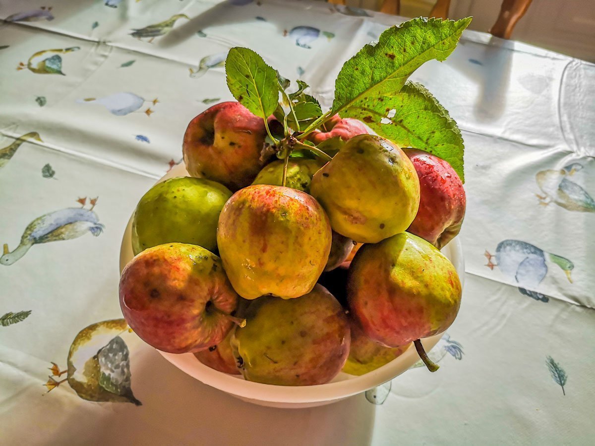 bowl of fresh apples