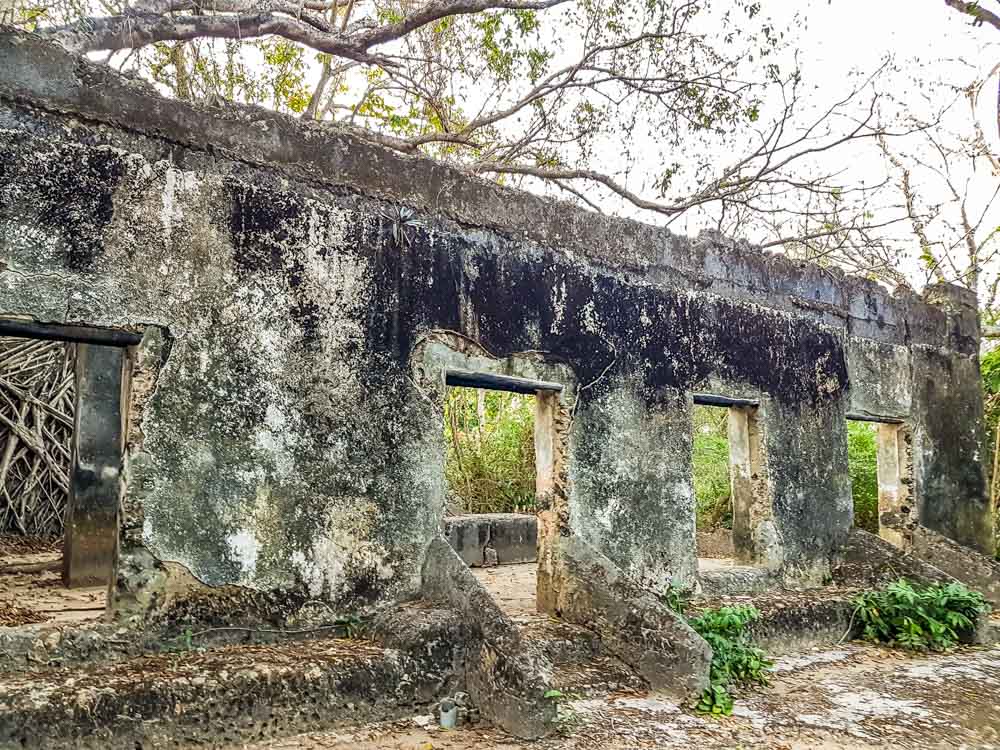 roots of giant fig trees