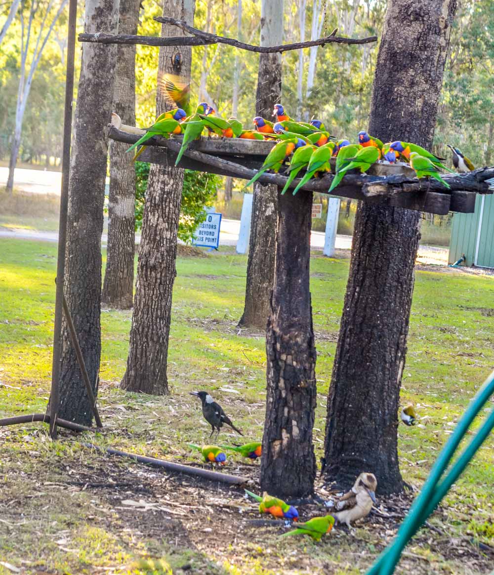 feeding the wild birds