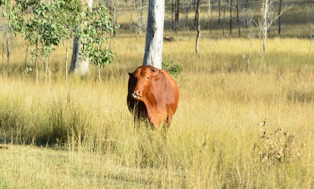 cattle who are often roaming free on the quieter roads