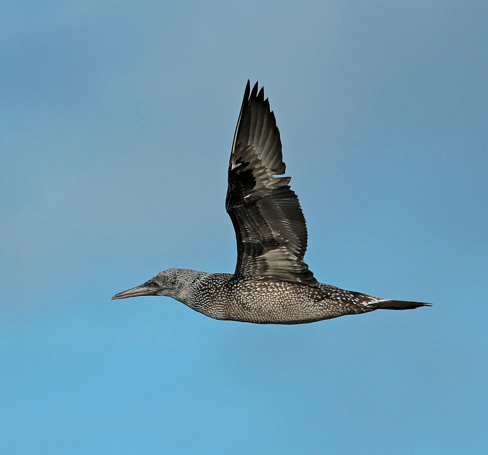 a flying gannet