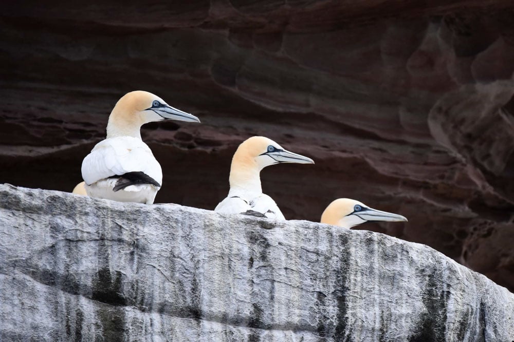 a group of gannets on a cliff