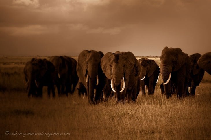 Moments With The Elephants Of East Africa