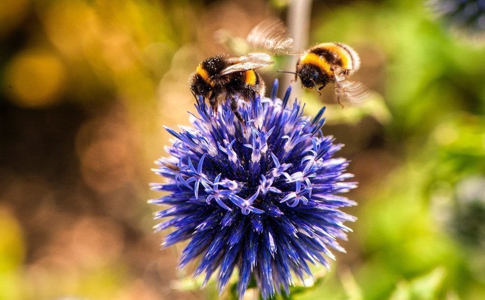 ways to help bees