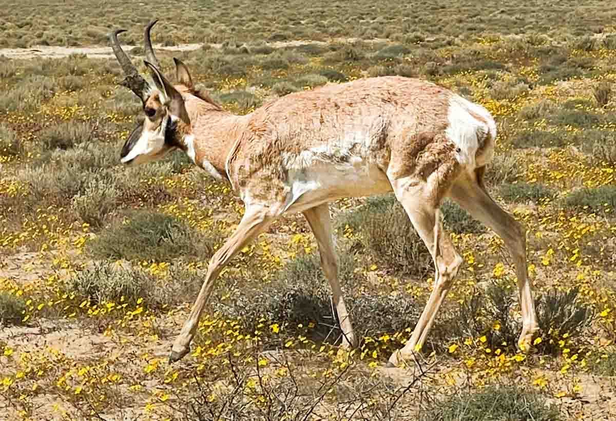 baja california pronghorn