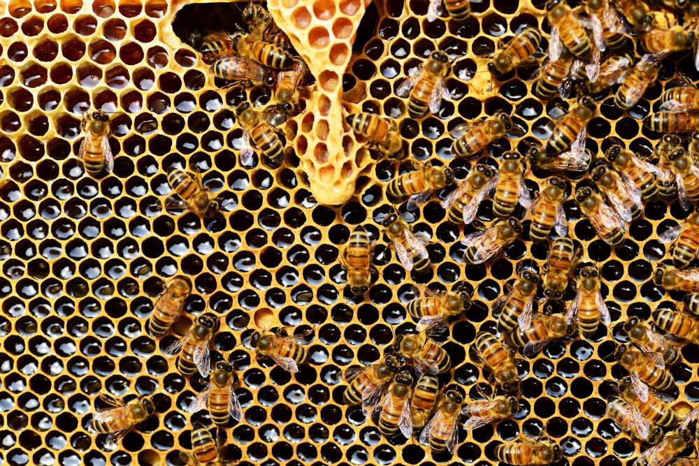 bees thriving in a hive