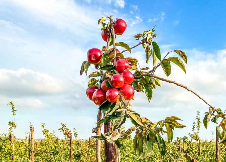 An Orchard Tour at Brogdale Farm in Faversham