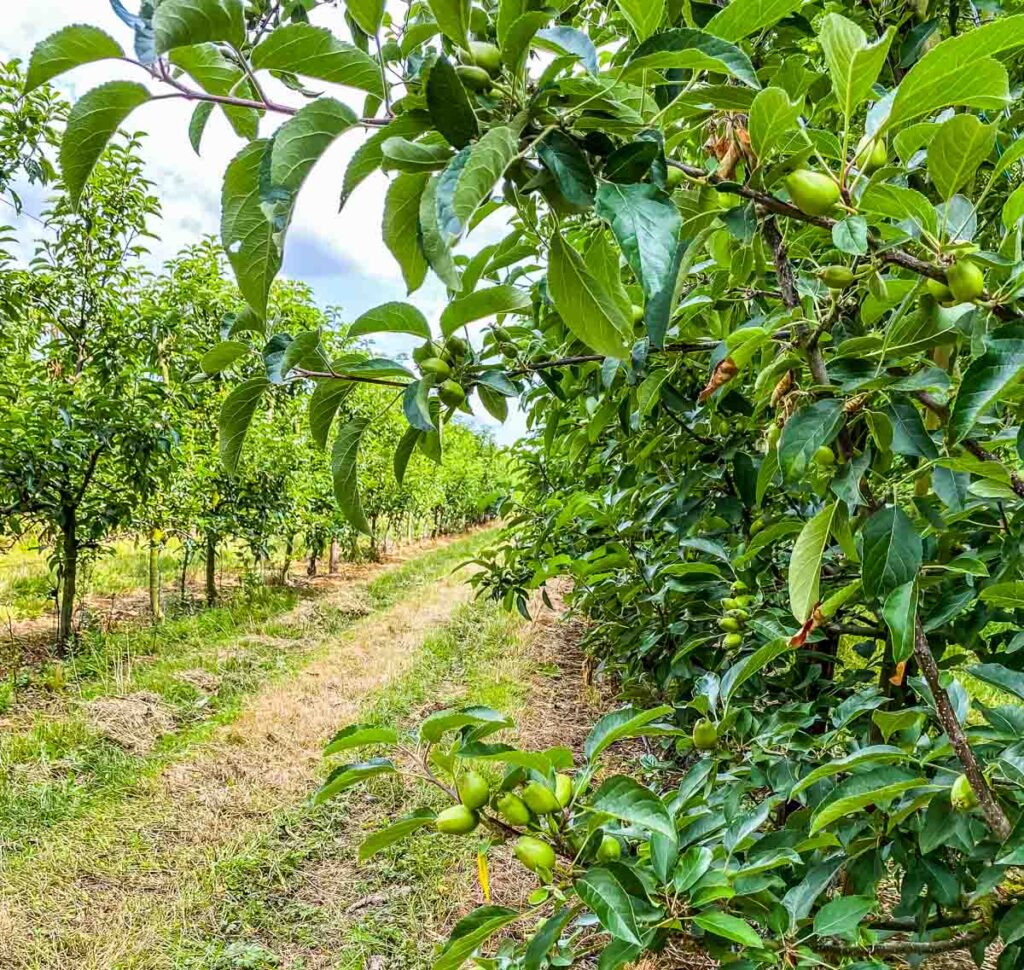 apples in orchard