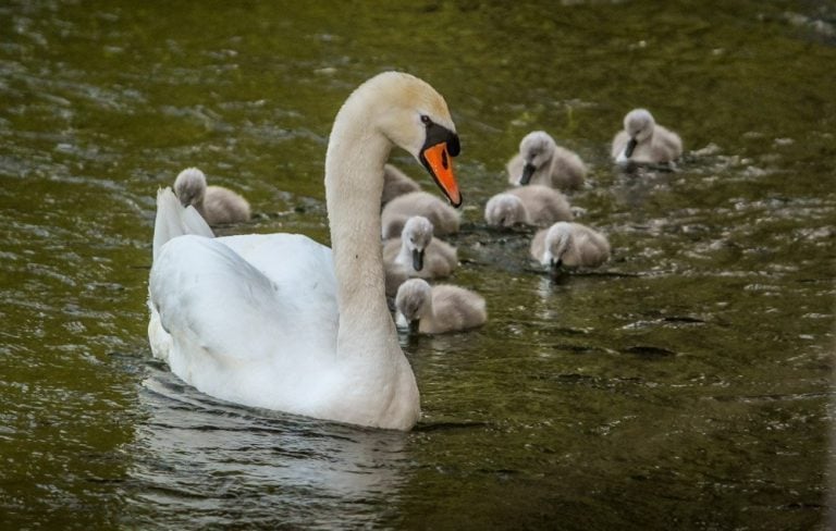 A Nature Walk in The Test Valley, Hampshire