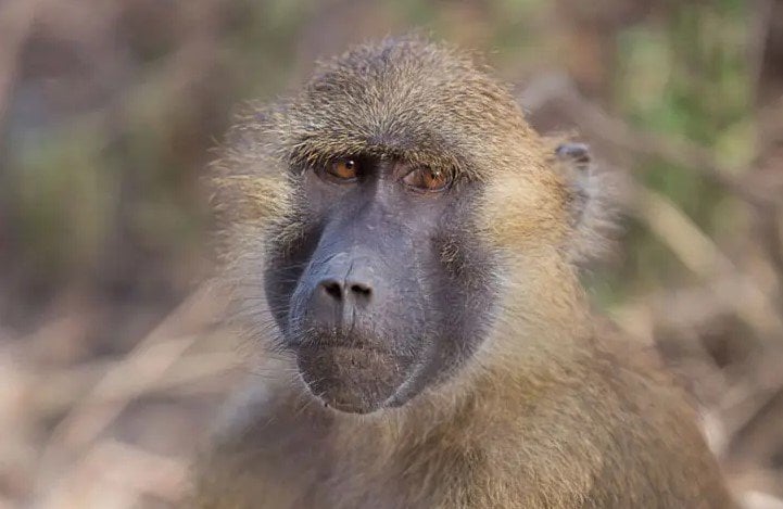 Gambia – Baboons and Birds