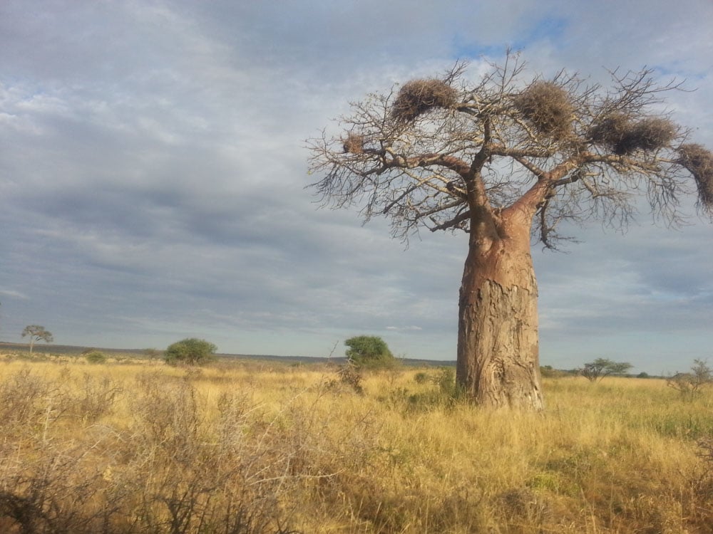 baobab tree africa