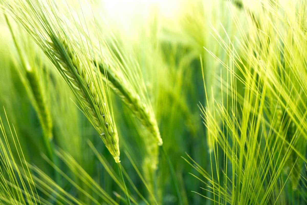 close up of barley