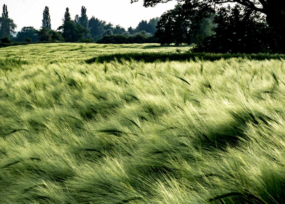 swaying barley