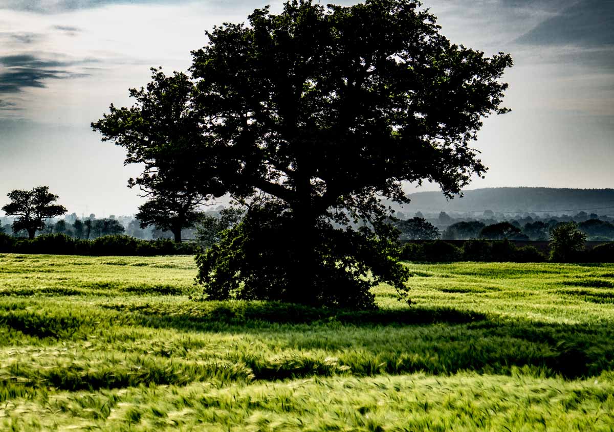 tree in barley field