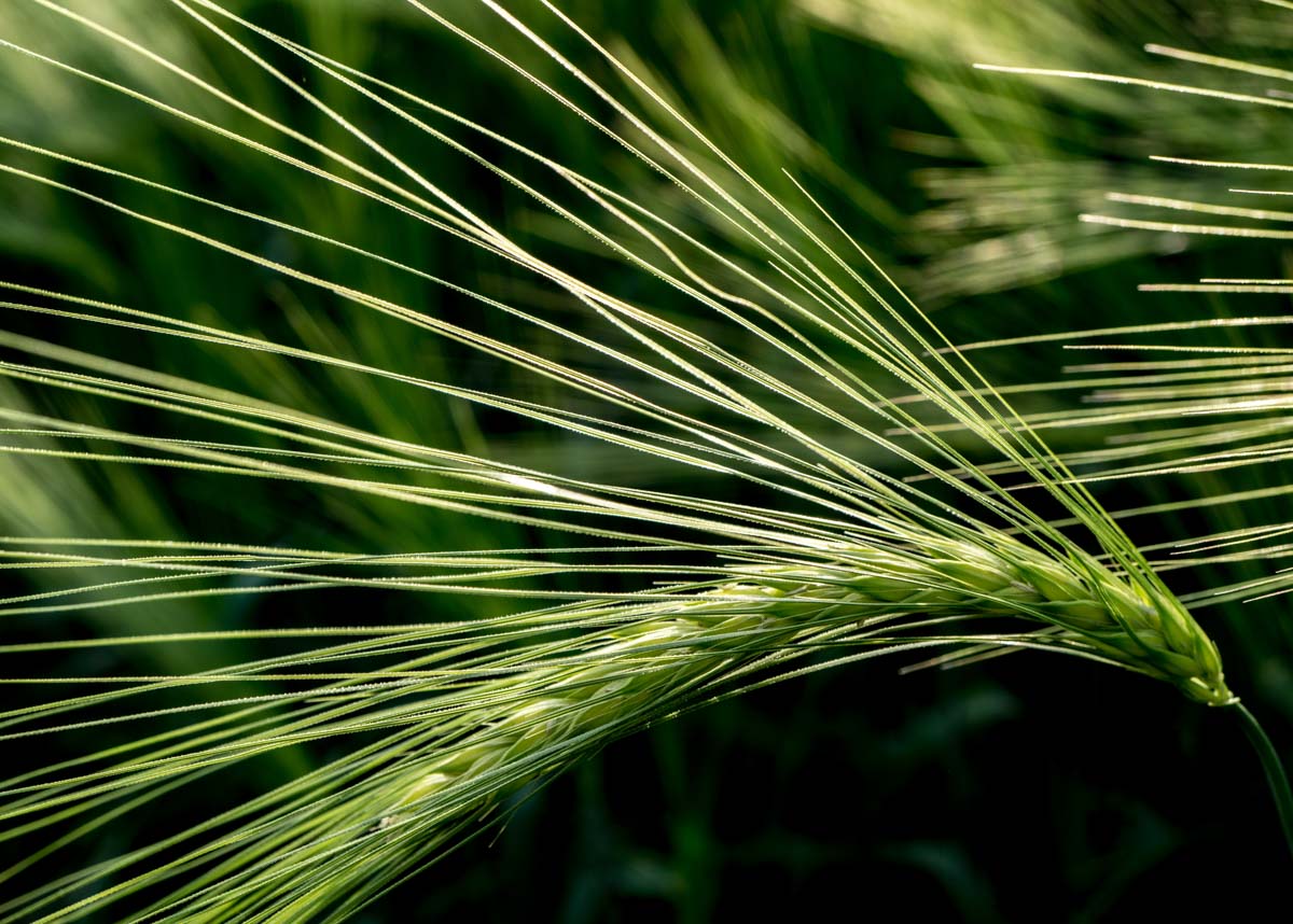 single barley stem