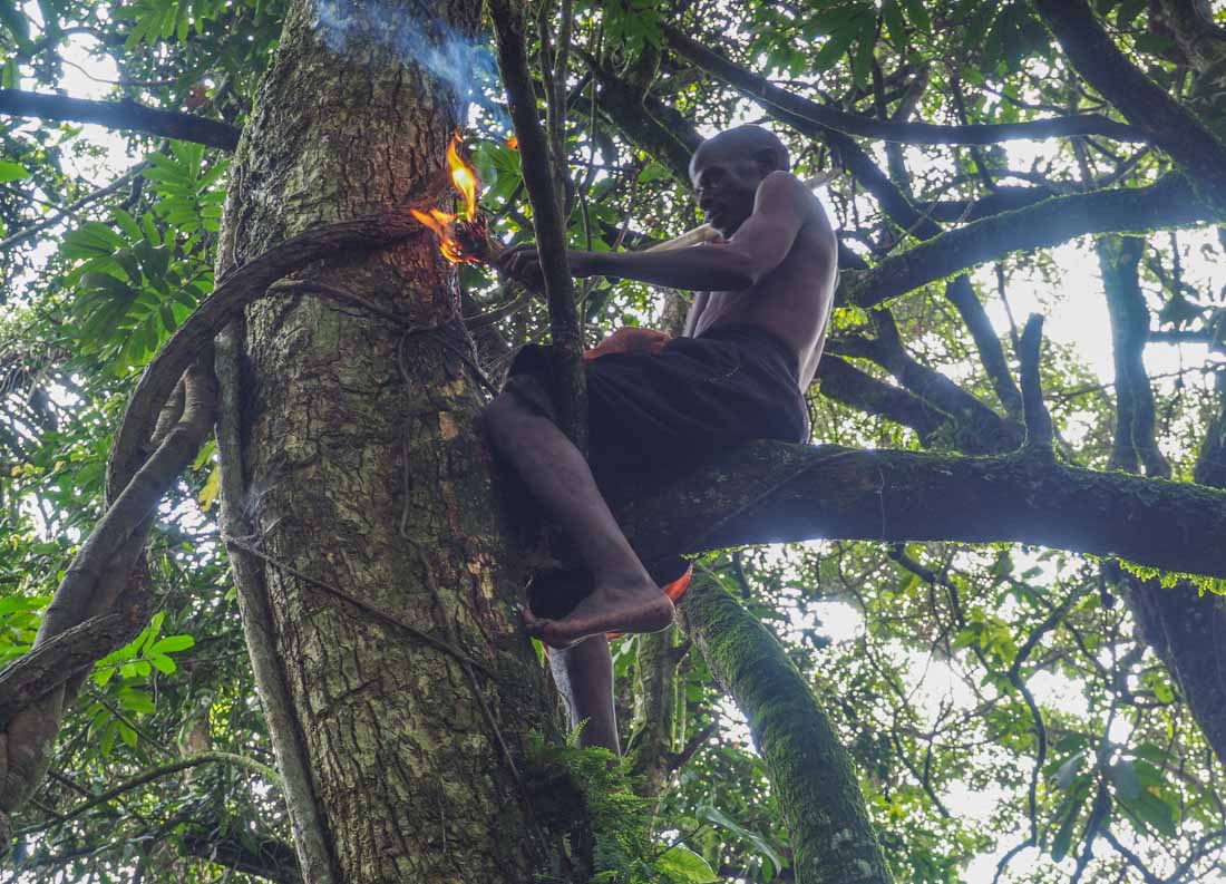 smoking out forest bees in tree