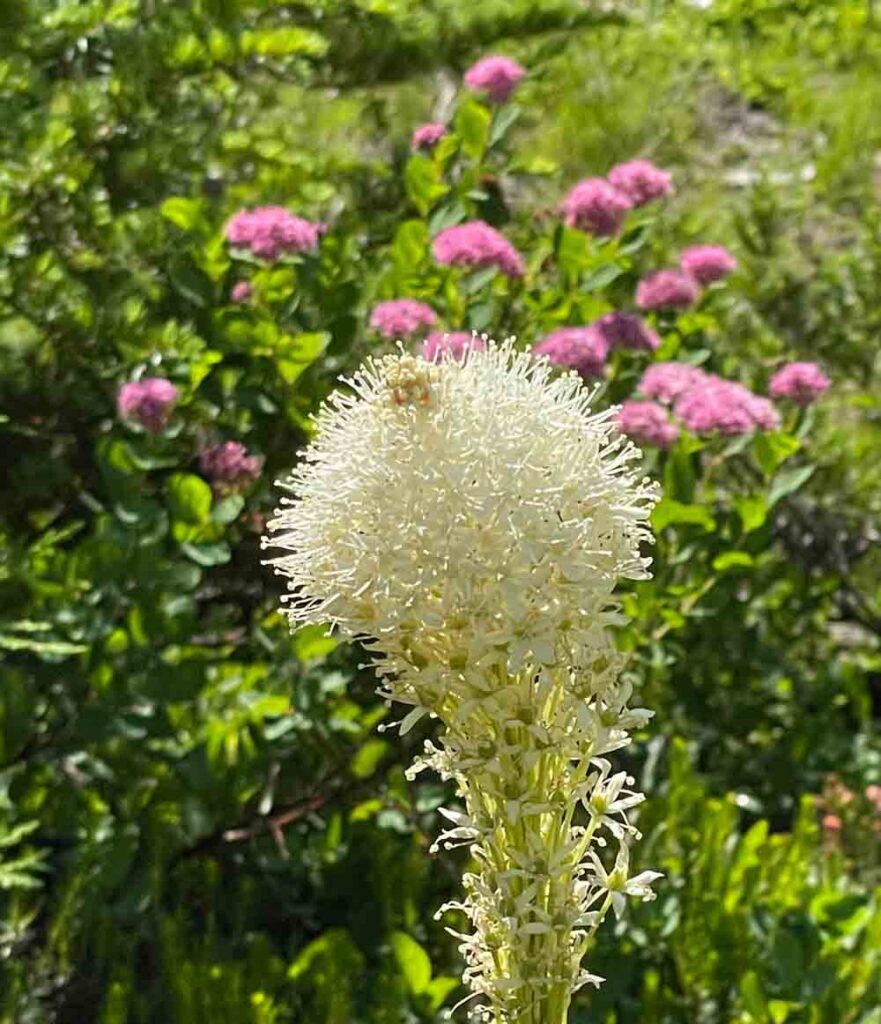 bear grass