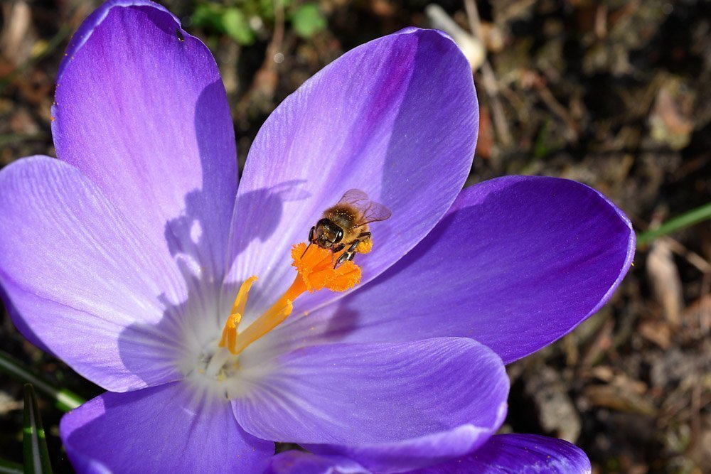 bees collecting pollen