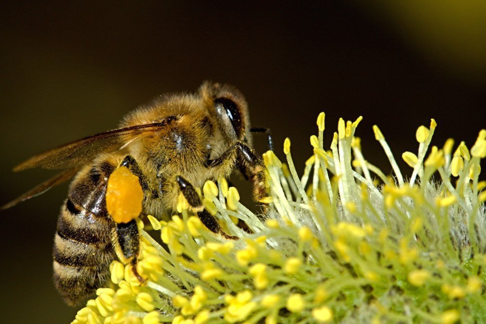 plant flowers for bees