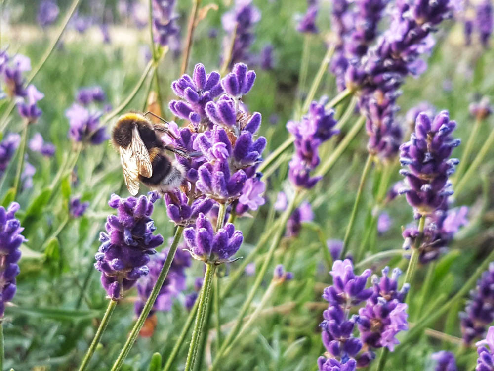 Bee on Lavender