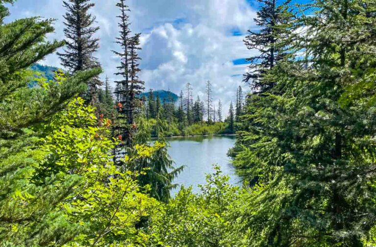 Bench and Snow Lake Trail On Mount Rainer, Washington