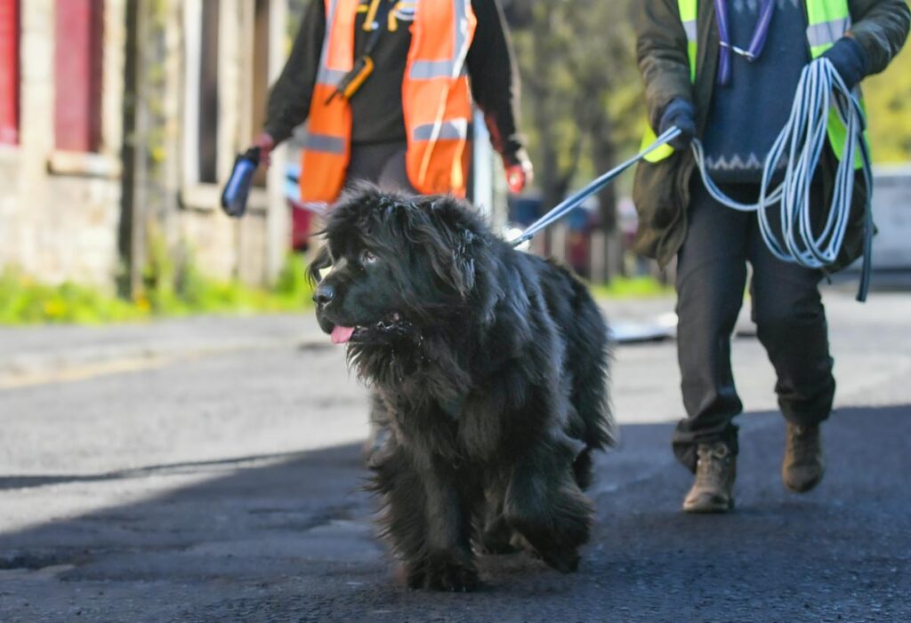 big dog mantrailing