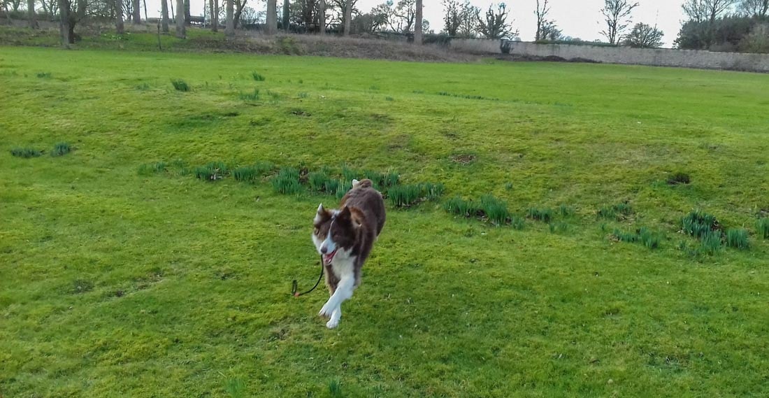 border collie playing