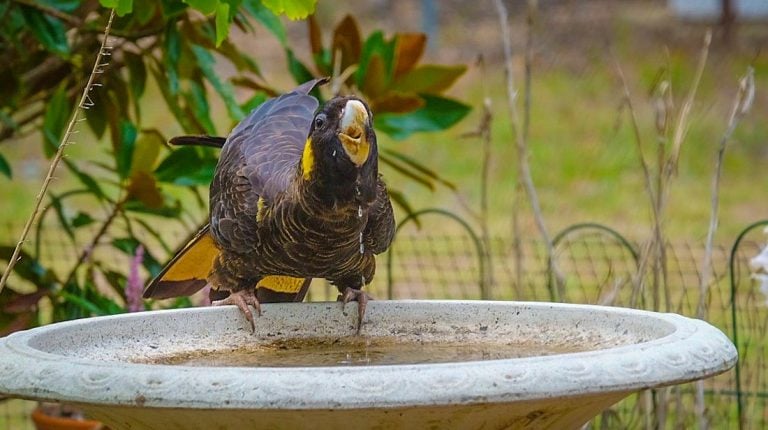 Bird Garden Visitors of New South Wales, Australia