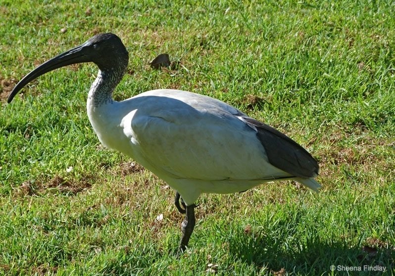 Bird in Sydney