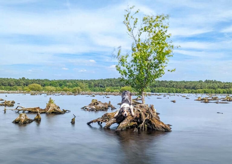 A Walk Around Blakemere Moss, Delamere Forest