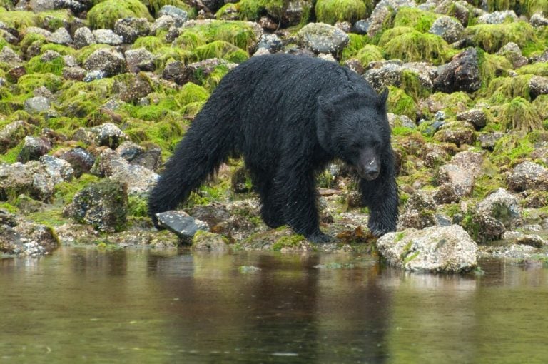 Canada – Bear watching in Tofino