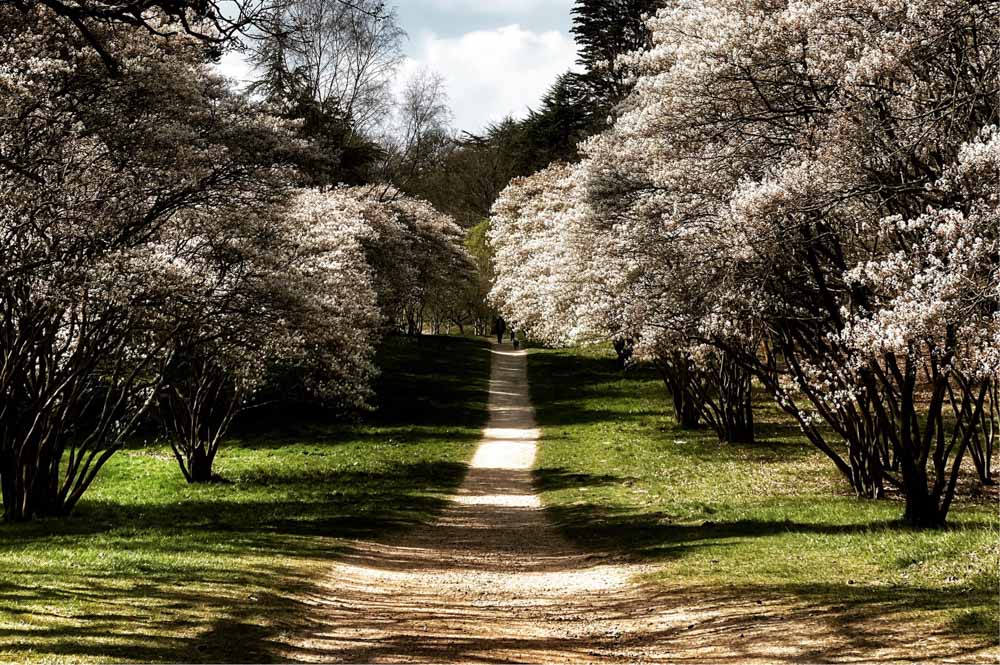 Virginia Water Lake - A Springtime Walk