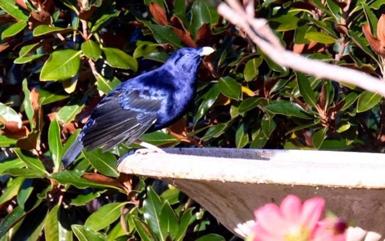 Secrets Of The Blue Satin Bowerbird