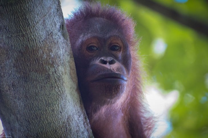 Borneo: A Gorgeous Journey Of Wildlife And Rainforest