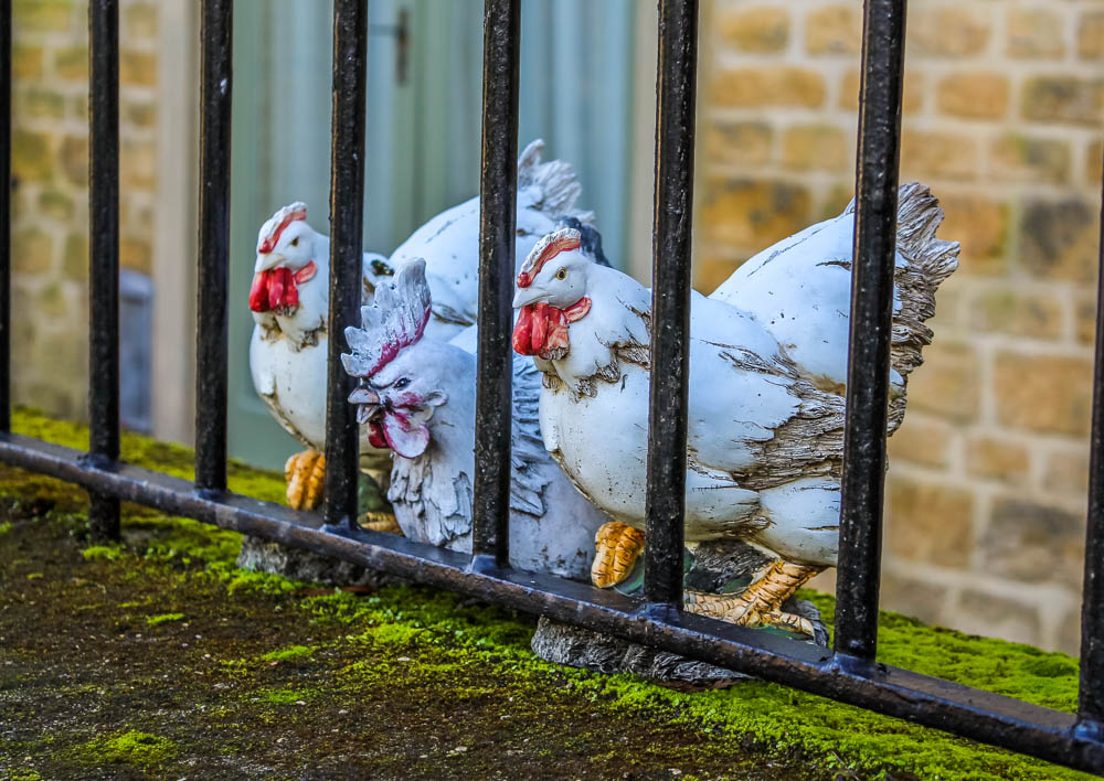 ornamental chickens behind fence