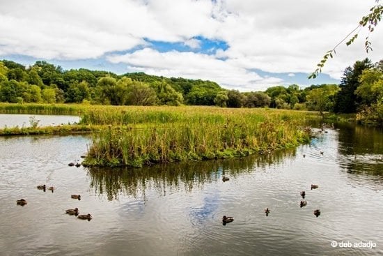 New York – The Solitude of Burden Pond Environmental Park, Troy