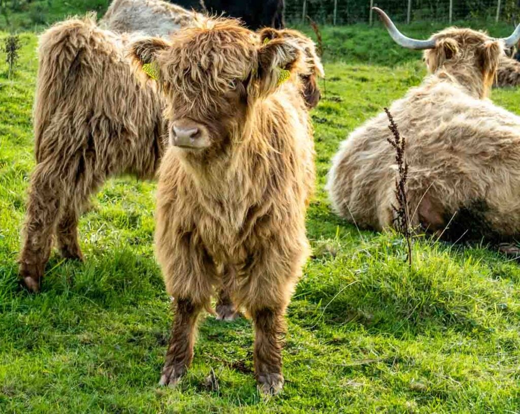 calf at castle creavie