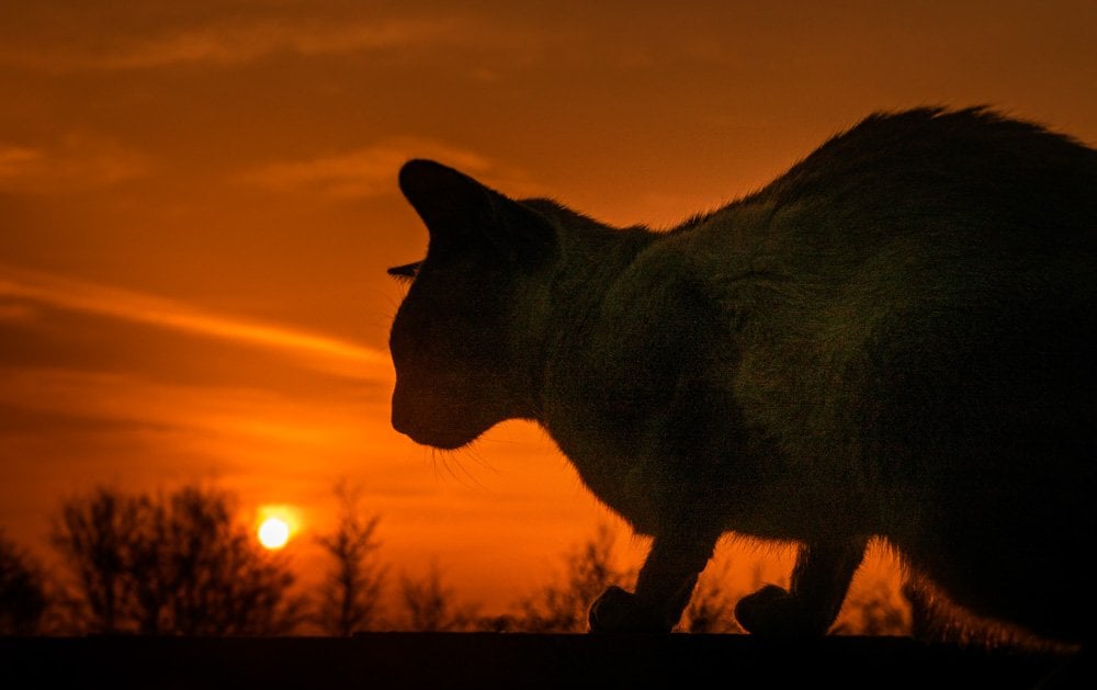 cat at sunset