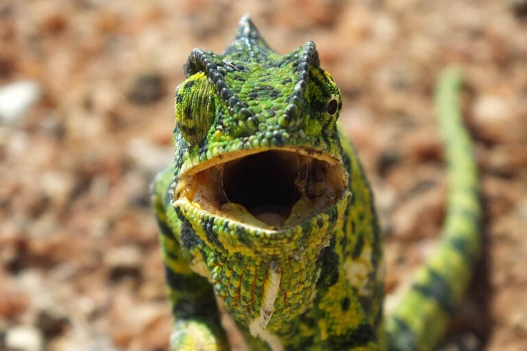 Colour Changing Chameleons