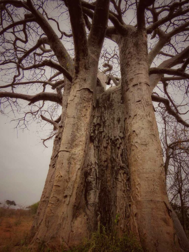 close up to baobab tree