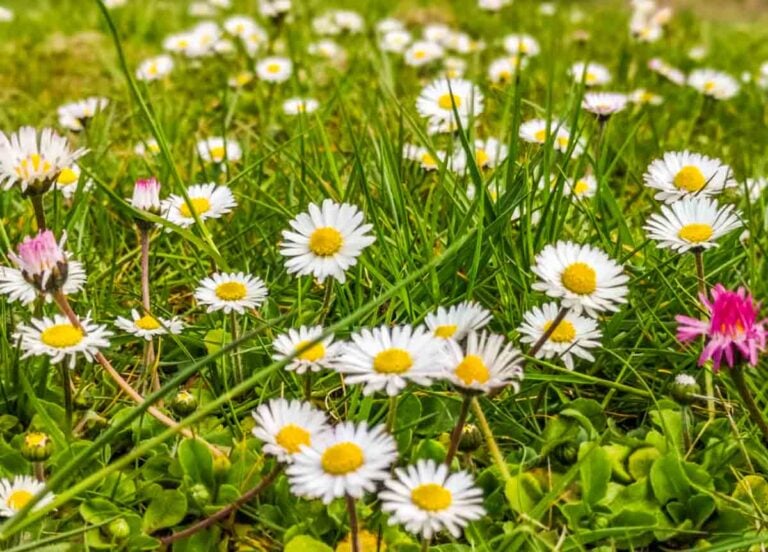 The Pretty and Everlasting Daisy Flower